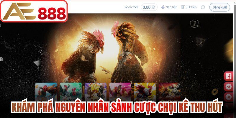 Khám phá nguyên nhân sảnh cược chọi kê thu hút 