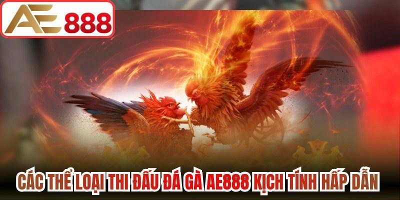 Các thể loại thi đấu đá gà AE888 kịch tính hấp dẫn 