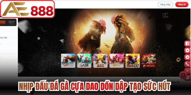 Nhịp đấu đá gà cựa dao dồn dập tạo sức hút 
