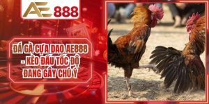 Đá Gà Cựa Dao AE888 - Kèo Đấu Tốc Độ Đang Gây Chú Ý