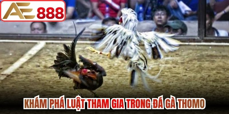 Khám phá luật tham gia trong đá gà Thomo