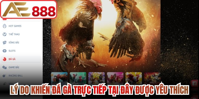 Lý do khiến đá gà trực tiếp tại đây được yêu thích