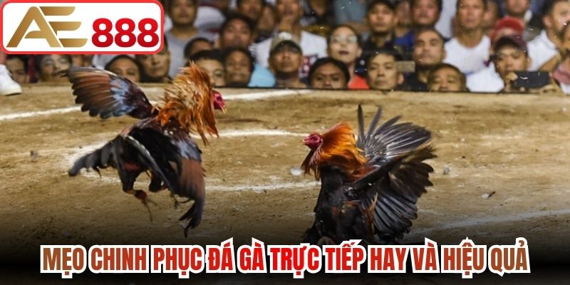 Bỏ túi mẹo chinh phục đá gà trực tiếp hay và hiệu quả