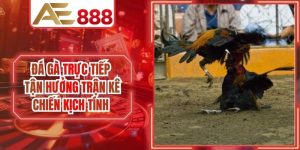 Đá Gà Trực Tiếp Tận Hưởng Trận Kê AE888 Chiến Kịch Tính